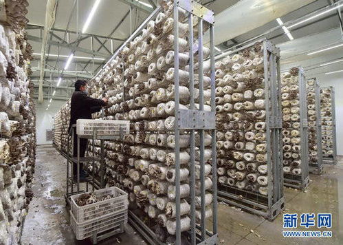 河北贊皇 食用菌工廠化生產忙 凈水劑產業(yè)協同發(fā)展